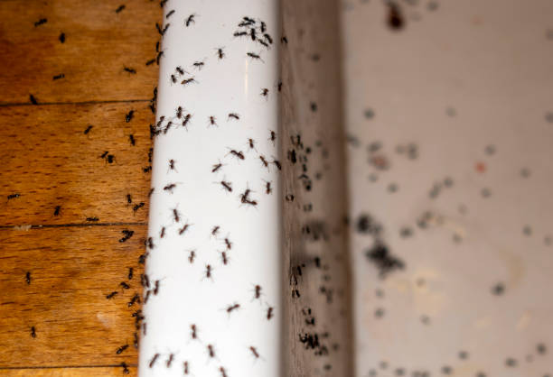 Best Mosquito Control Services  in Brookhaven, GA