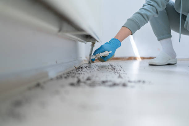 Bird Control in Brookhaven, GA